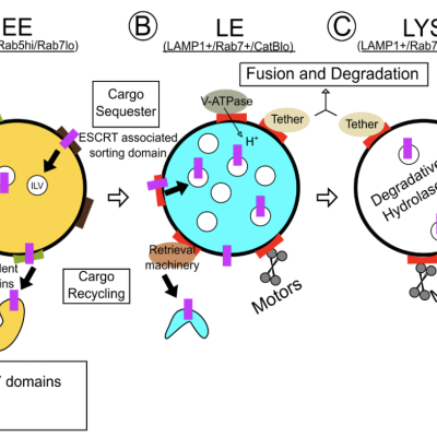 roles of Rab7 in endosomes